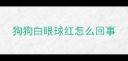 狗狗白眼球红怎么回事