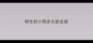 刚生的小狗多久能走路