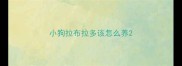 小狗拉布拉多该怎么养