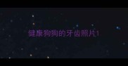 健康狗狗的牙齿照片