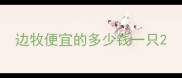 边牧便宜的多少钱一只