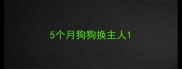 5个月狗狗换主人