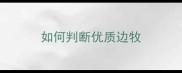 如何判断优质边牧