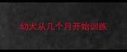幼犬从几个月开始训练