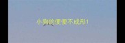 小狗的便便不成形