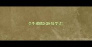 金毛眼睛出眼屎变红