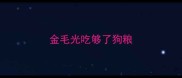 金毛光吃够了狗粮