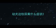 幼犬边牧尿黄什么症状