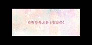 拉布拉多犬身上有跳蚤