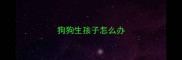 狗狗生孩子怎么办