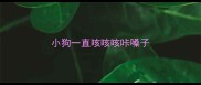 小狗一直咳咳咳咔嗓子