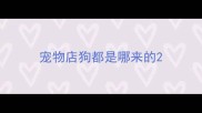 宠物店狗都是哪来的