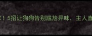 体味消失术5招让狗狗告别尴尬异味主人直呼太实用