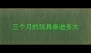三个月的玩具泰迪多大