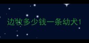 边牧多少钱一条幼犬