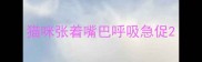 猫咪张着嘴巴呼吸急促