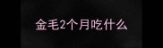 金毛2个月吃什么