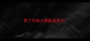 养了只哈士奇能活多久
