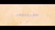 小狗便血怎么灌肠