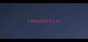 小狗流脓鼻涕怎么办