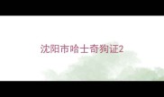 沈阳市哈士奇狗证