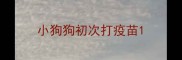 小狗狗初次打疫苗