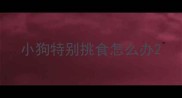 小狗特别挑食怎么办