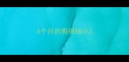 6个月的狗得细小