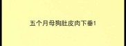 五个月母狗肚皮肉下垂