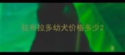 拉布拉多幼犬价格多少