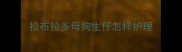 拉布拉多母狗生仔怎样护理
