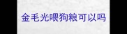 金毛光喂狗粮可以吗