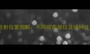 犬用疫苗注射位置图解不同疫苗部位及接种注意事项全