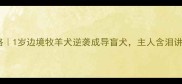 边牧训练全攻略1岁边境牧羊犬逆袭成导盲犬主人含泪讲述训练心路历程
