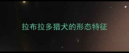拉布拉多猎犬的形态特征