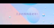 几岁的狗狗是老年