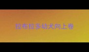 拉布拉多幼犬向上卷