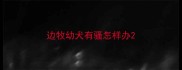 边牧幼犬有骚怎样办