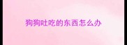 狗狗吐吃的东西怎么办