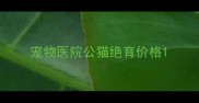 宠物医院公猫绝育价格