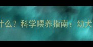 泰迪四个月可以吃什么科学喂养指南幼犬营养搭配与禁忌全