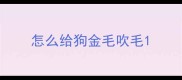 怎么给狗金毛吹毛