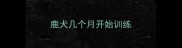 鹿犬几个月开始训练