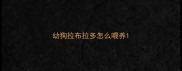 幼狗拉布拉多怎么喂养