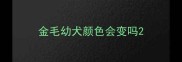 金毛幼犬颜色会变吗