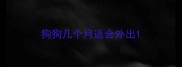 狗狗几个月适合外出