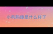 小狗熟睡是什么样子