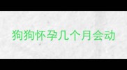 狗狗怀孕几个月会动