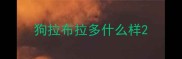 狗拉布拉多什么样