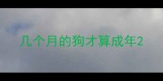几个月的狗才算成年